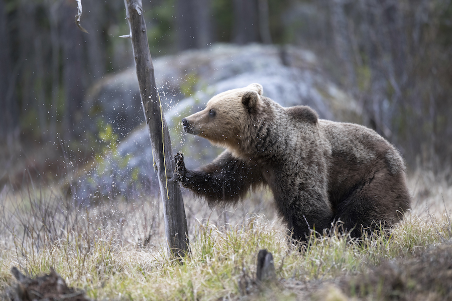 Brunbjörn i skogen