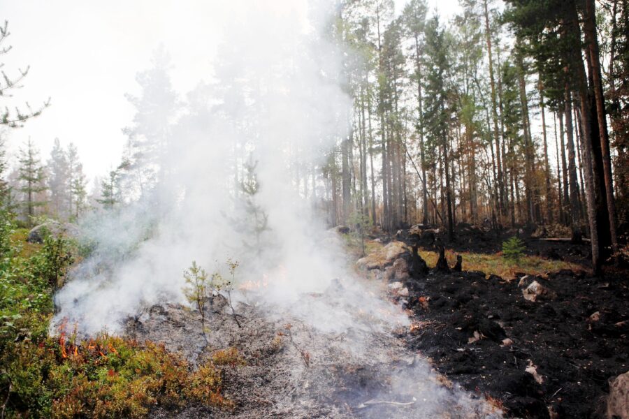 Rök från marken efter skogsbrand.