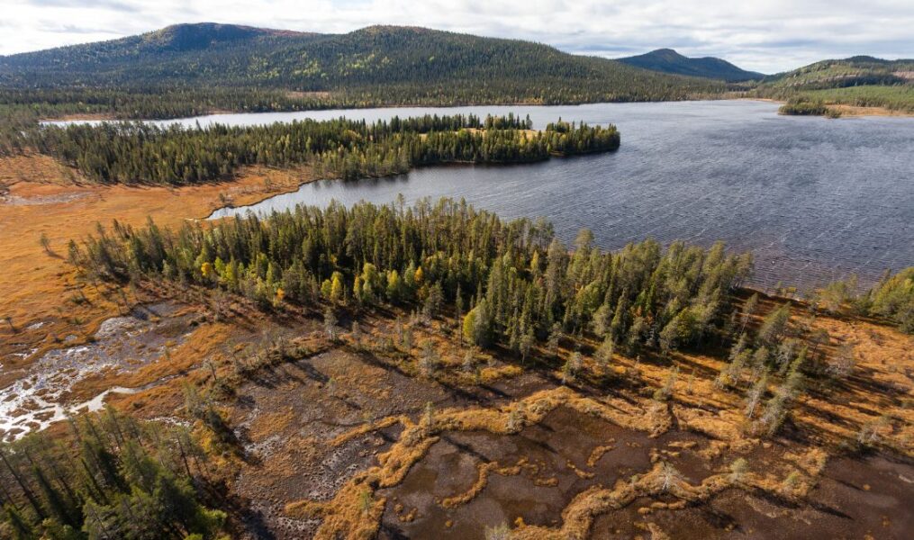 Skog som skyddats i Norrbotten.