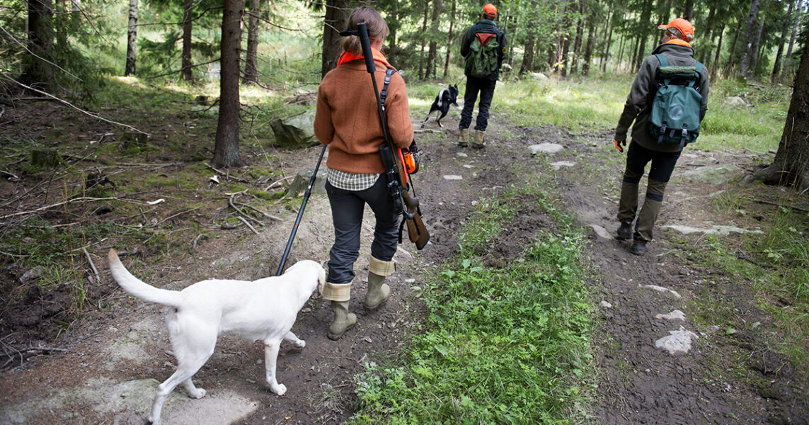 Jägare med hundar och gevär på väg in i skogen.