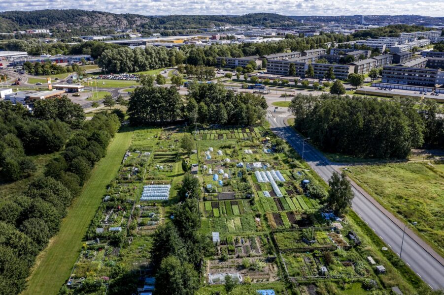 Kommuner bör hjälpa till och se till att fler får tillgång till odlingslotter, menar Fritidsodlingens riksorganisation.