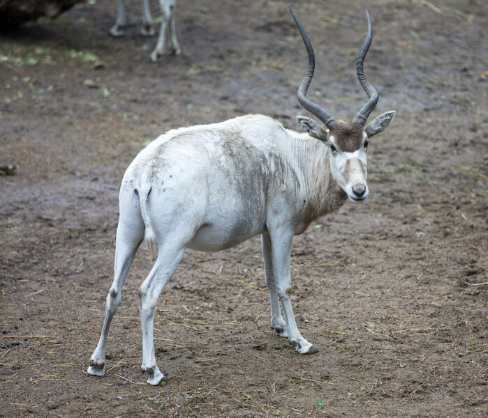 Addaxantilop på Kolmårdens djurpark