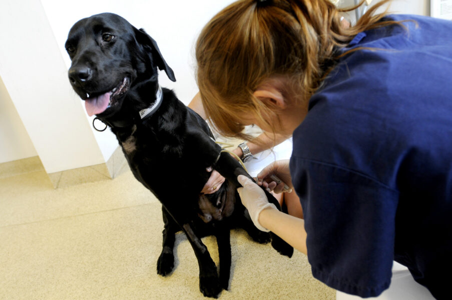 Hund hos veterinären.