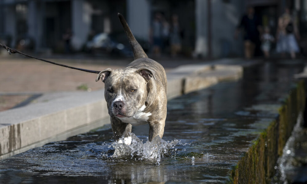 Hund i vatten