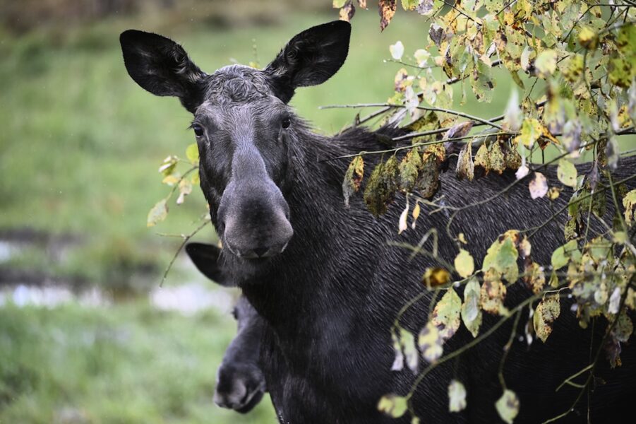 Älgkor som förlorat sin kalv vid jakt undviker människor vid kommande jakter.