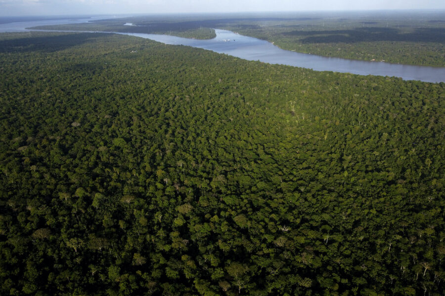 Skog i Brasilien