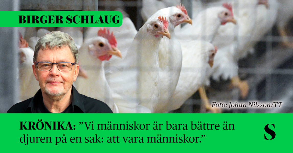 Inspärrade höns. Krönikören i förgrunden.