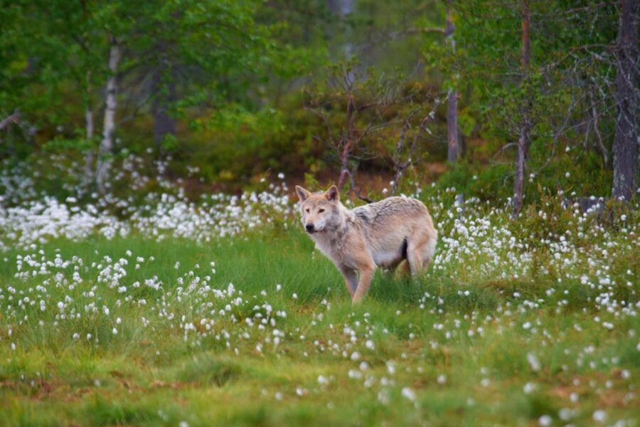 WWF är kritiska till att regeringen vill sänka referensvärdet på varg från 300 till 170 individer i Sverige.