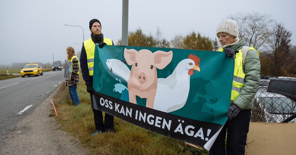 Demonstranter från djurrättsgruppen Alla vid leva demonstrerade vid ett slakteri utanför Borås den 16 oktober.