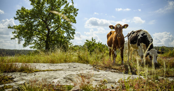 Två kor på en äng.