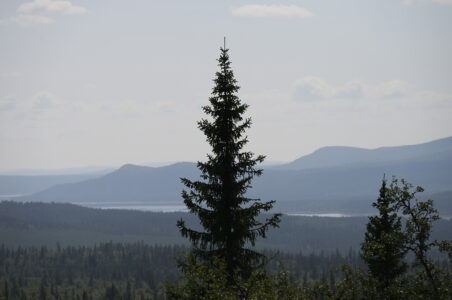 Grantopp med fjäll i bakgrunden