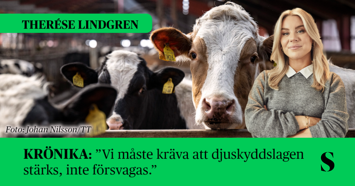 Kossor, skribenten i förgrunden.