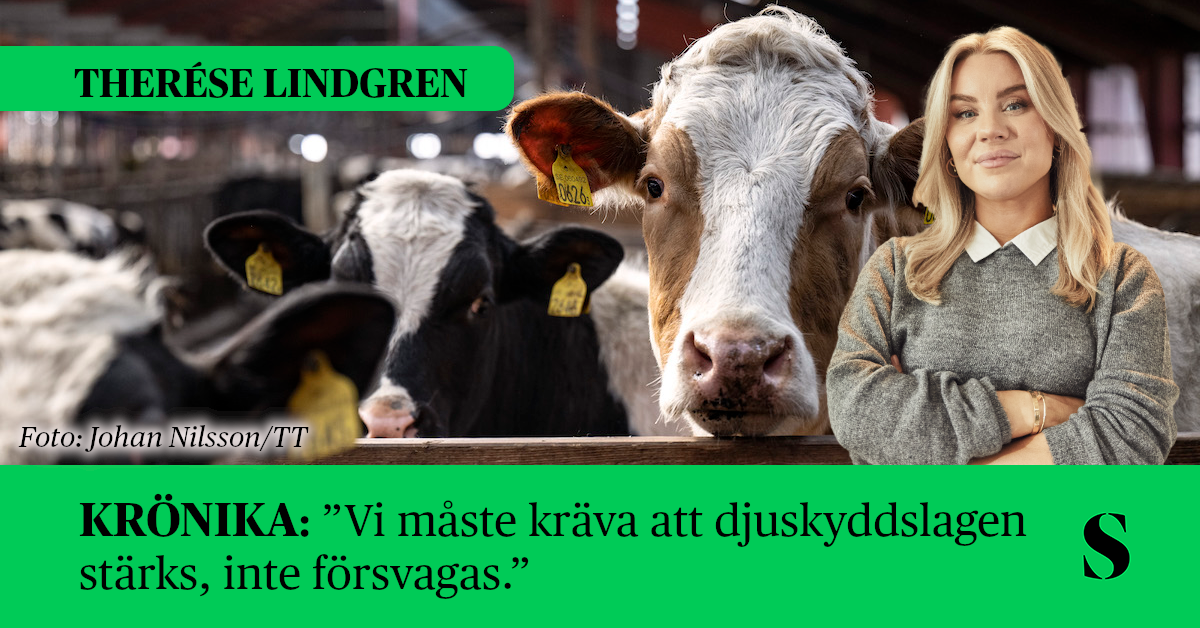 Kossor, skribenten i förgrunden.