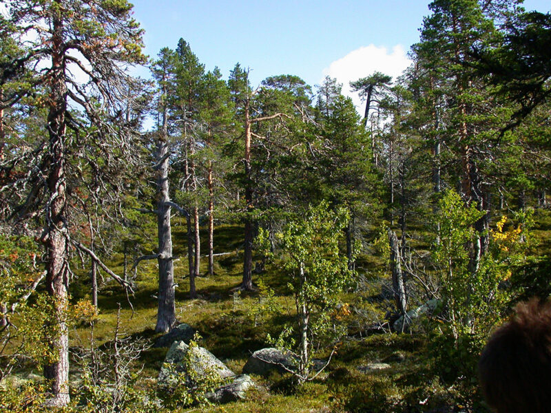 gammal skog blå himmel