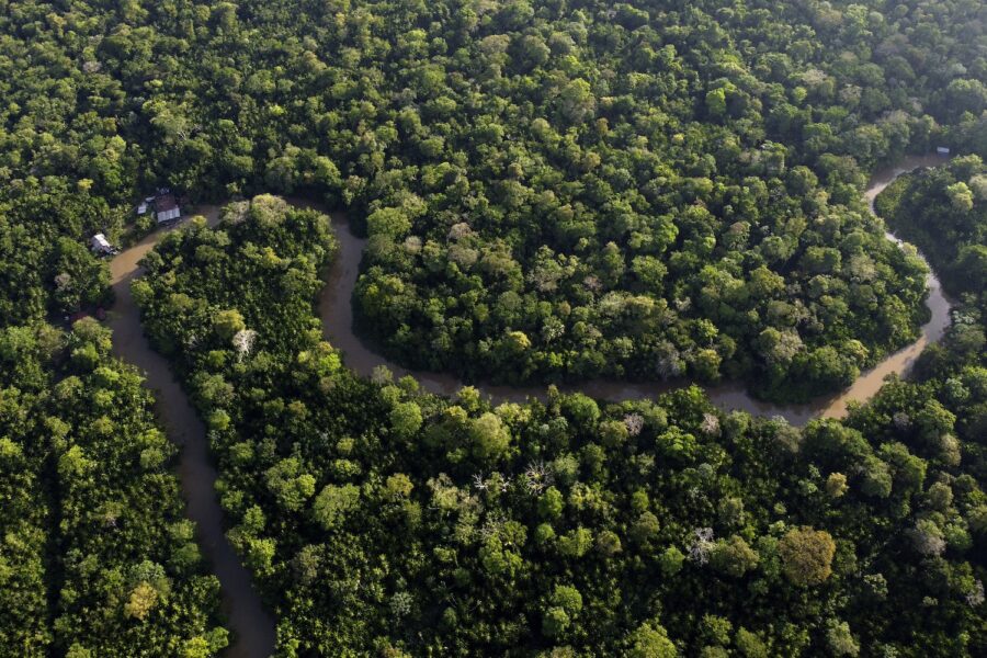 Skog kring Amazonasfloden sett från ovan.