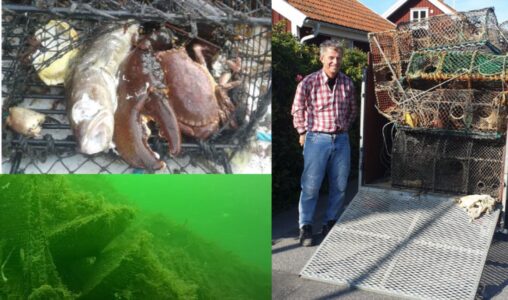 Kollage av bild på hummertinor som tappats till sjöss.