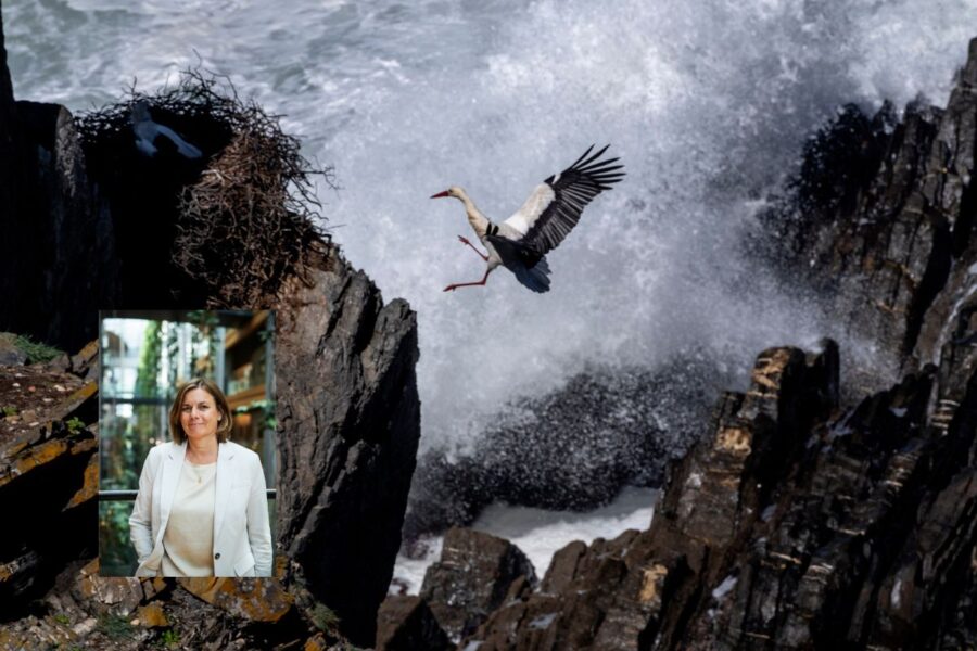 Isbell Lövin och en stork om landa vid några klippor, invid Atlanten.