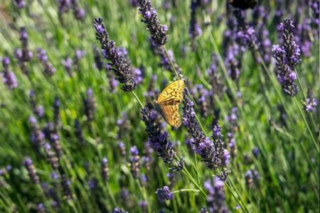 Pärlemorfjäril på lavendel.