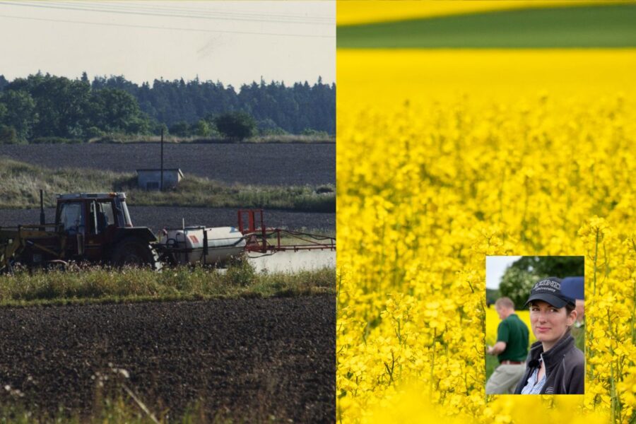 Traktor, ett rapsfält och forskaren Maja Rundlöf.