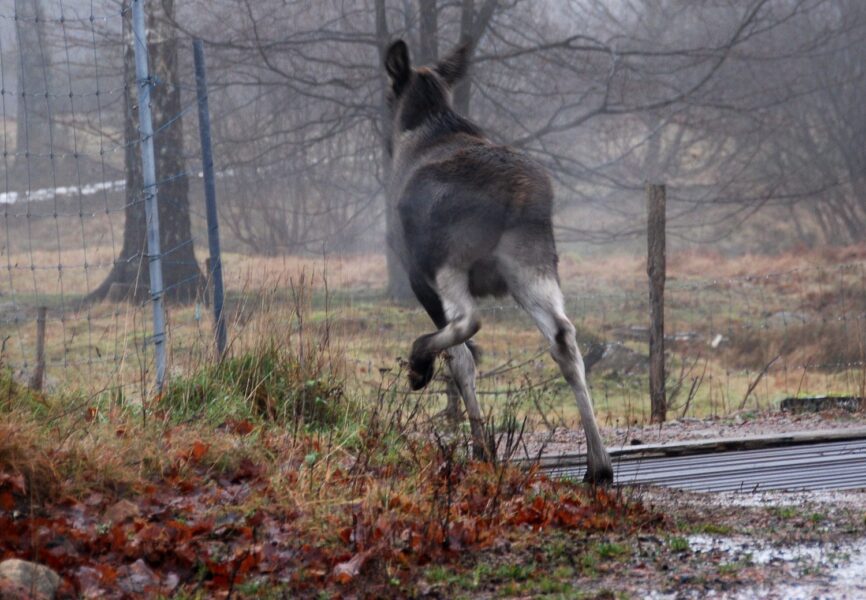 Älg.