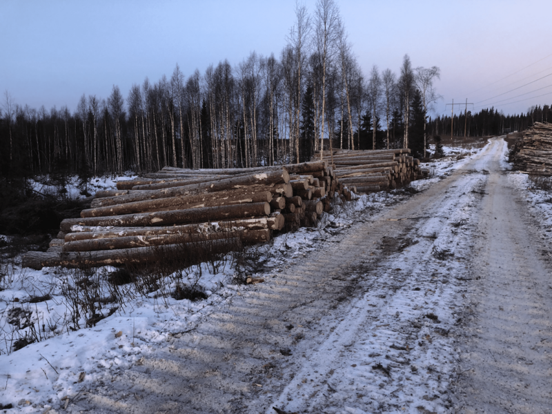 Avverkade trädstammar i hög längs en väg.