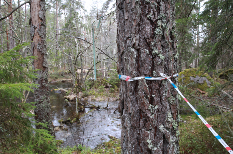 Skog i Småland.