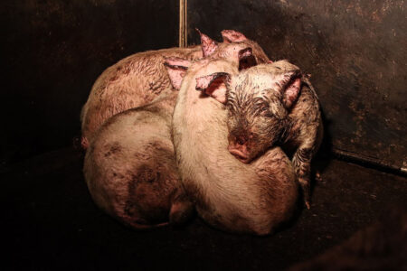 grisar står tätt samman