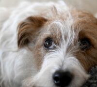 En jack russel i närbild.