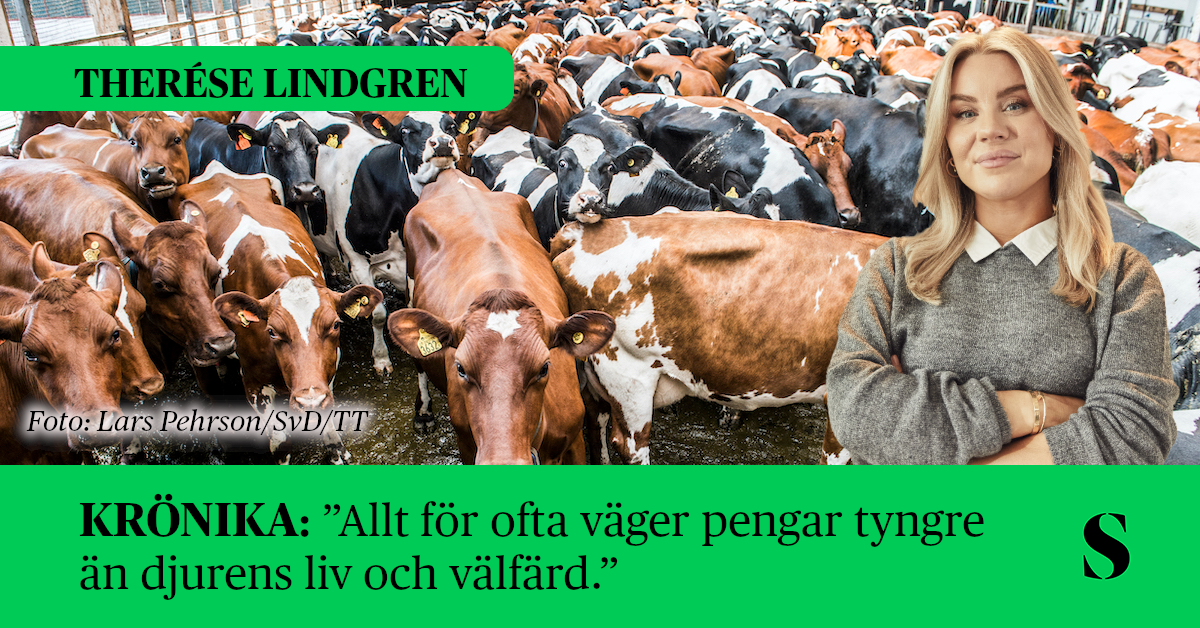 Mjölkkor. Skribenten i förgrunden.