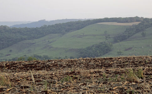 sojabönsfält kullar