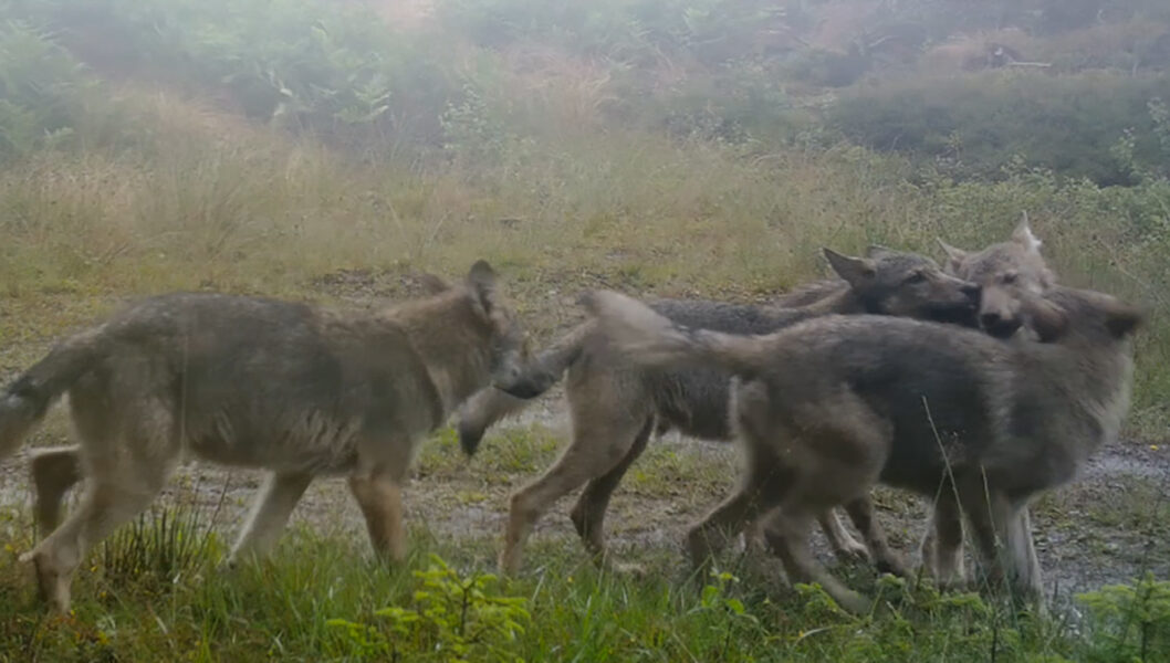 Den här jakten inriktar sig inte på “problemvargar”, utan på att hålla nere vargstammen på en så låg nivå att arten kan få svårt att klara sig i längden, menar WWF.