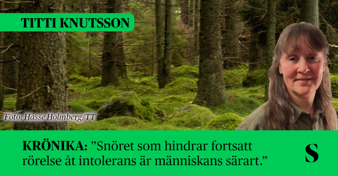 Stenar i en skog. Skribenten i förgrunden.