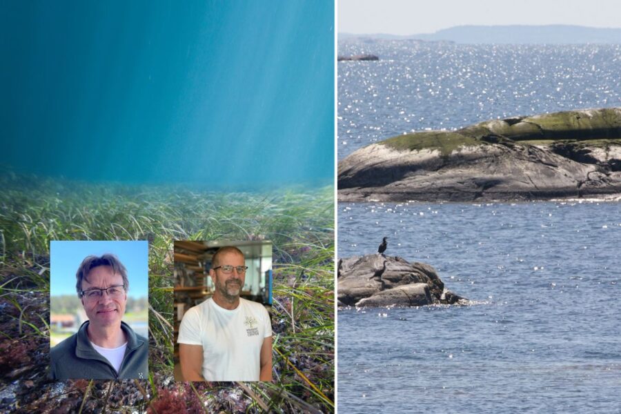 Bildcollage av ålgräs, kosterhavet och två ålgräsexperter, Michael Palmgren på Naturum Öresund och Per-Olav Moksnes, professor i marin ekologi.