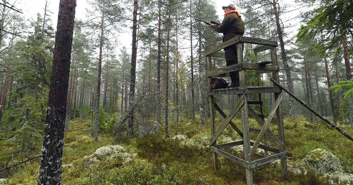 En man med gevär i ett jakttorn i en skog.