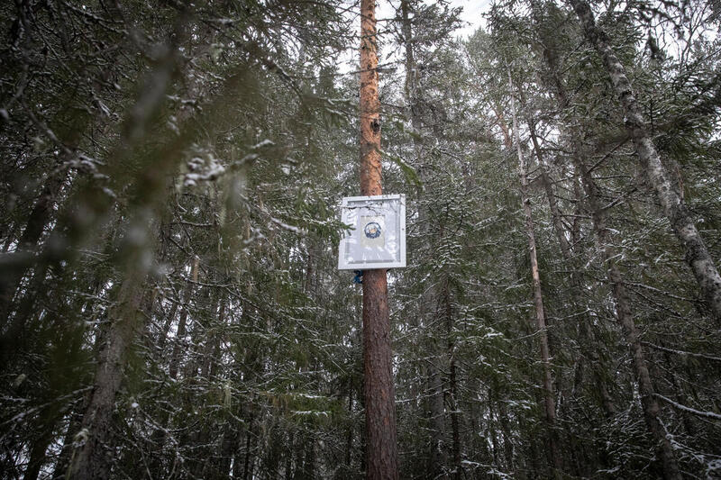 målning upphängd på ett träd