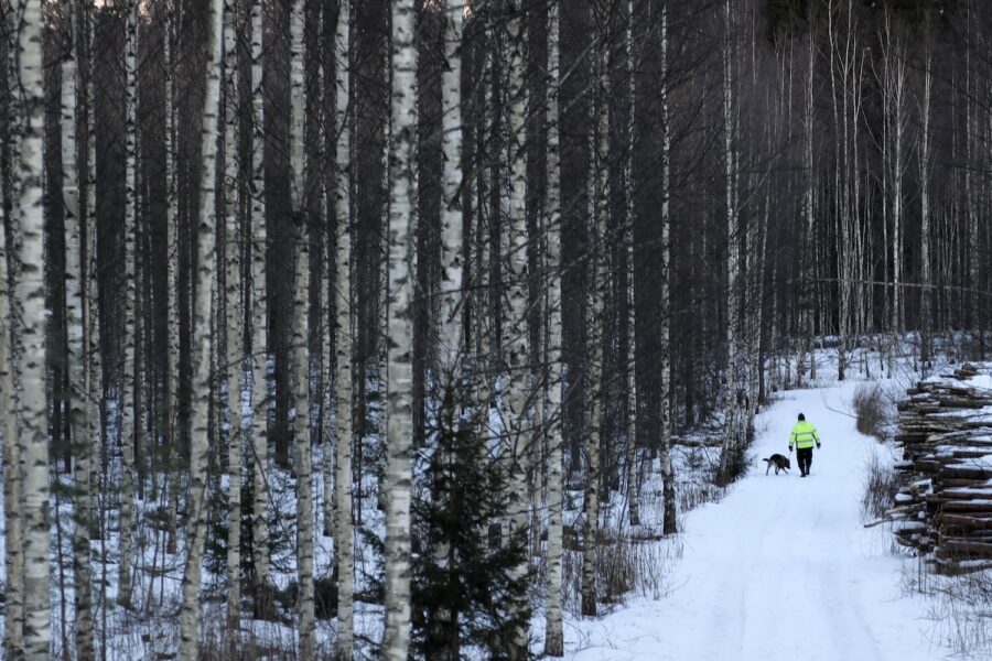 Finsk skog med snö.