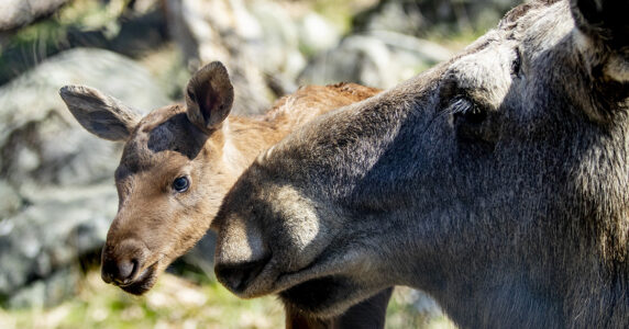 Älgkalv med mamma.