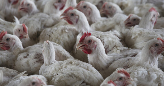 Hopträngda kycklingar.