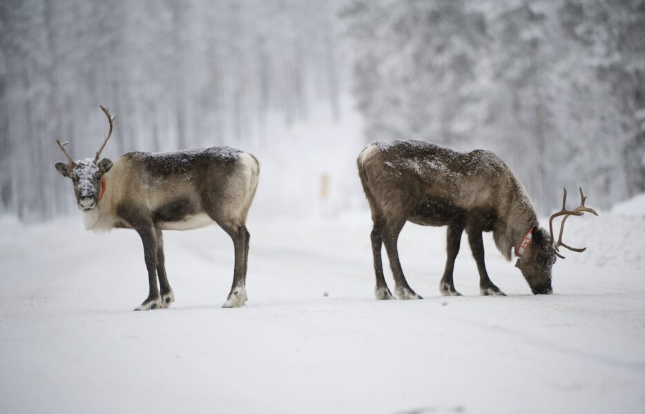 Renar på snöig väg.