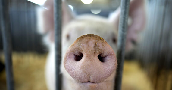 En gris sträcker ut trynet genom ett galler.