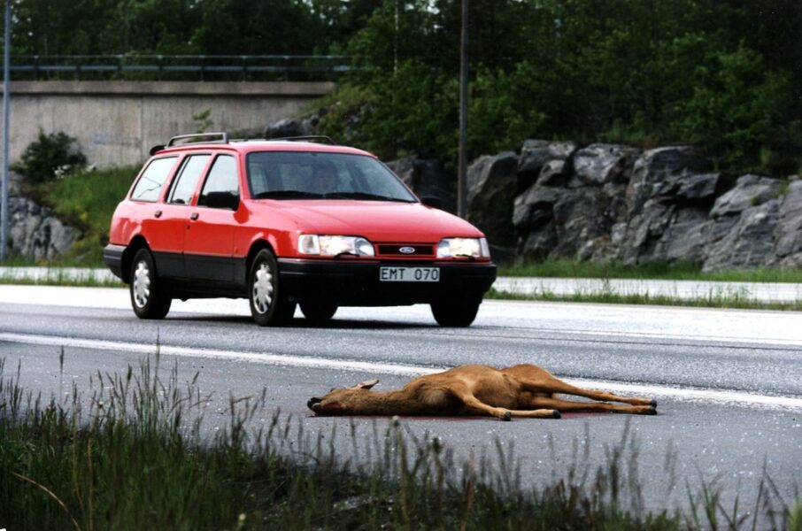 Örnar lockas till vägar och järnvägar av trafikdödade djur – en enkel födokälla som blir en dödlig fälla.