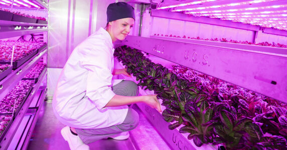 En kvinna sköter en hydroponisk salladsodling.