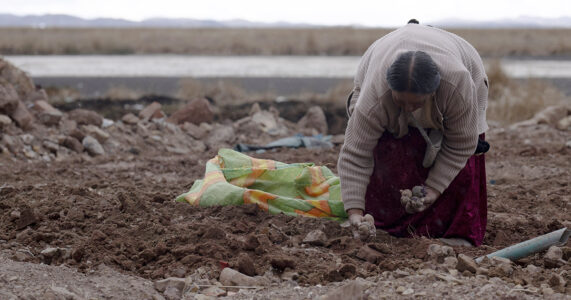 En kvinna sätter potatis.