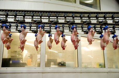Kycklingar hänger på rad i ett slakteri.