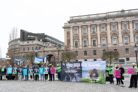 Manifestation för betesrätten utanför riksdagen.