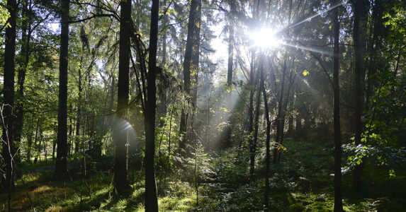 Solsken genom trädgrenar i en skog.