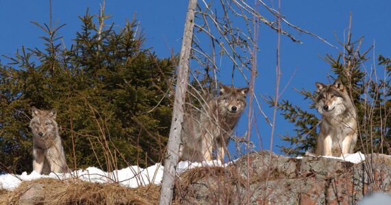 Vargar på en klippa.