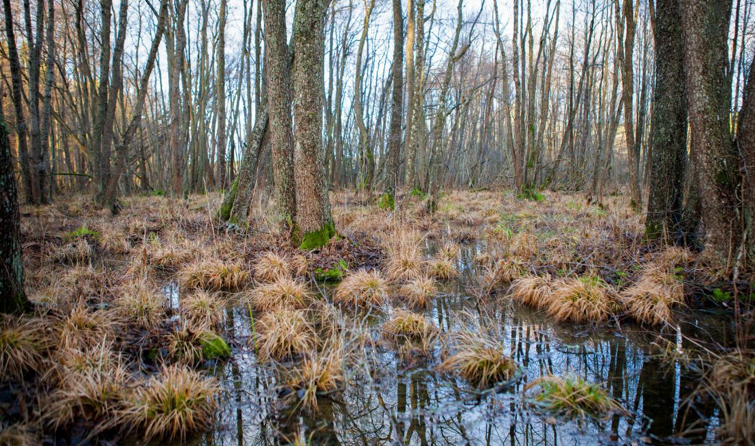 Våtmark i skog.