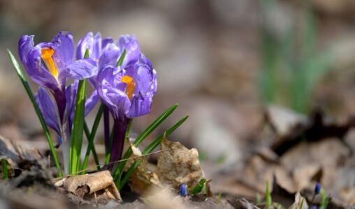Krokus som spränger fram ur jorden.
