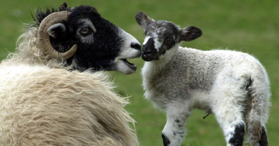 Tacka och lamm.